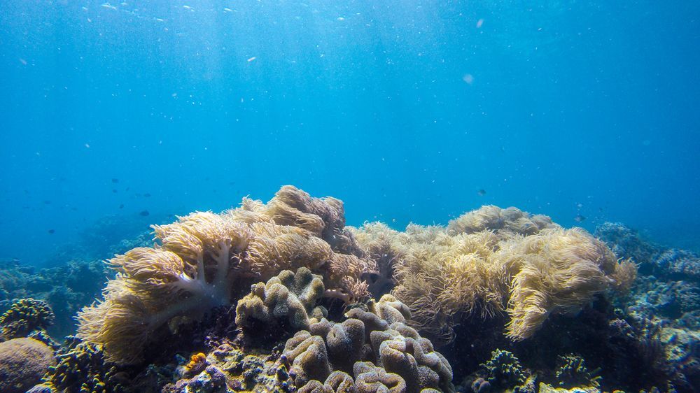 Janji Laut Resort Tanahwangko Eksteriør bilde